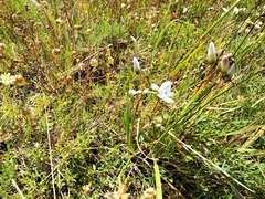 Ixia monadelpha