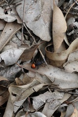 Ephutomorpha distinguenda