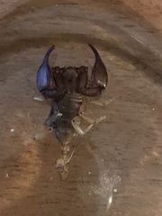 Euscorpius