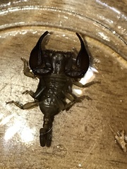 Euscorpius