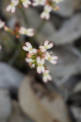 Stylidium junceum