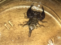 Euscorpius