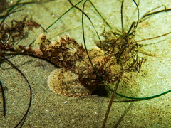 Scorpaena guttata