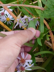 Aster microcephalus