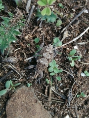 Coniocleonus riffensis