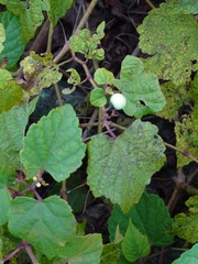 Ampelopsis glandulosa heterophylla