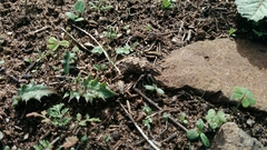 Coniocleonus riffensis