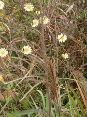 Lactuca indica