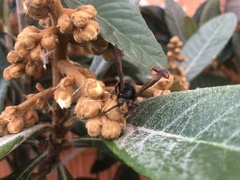 Vespa velutina