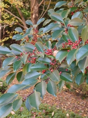 Ilex rotunda