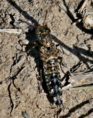 Ontholestes murinus