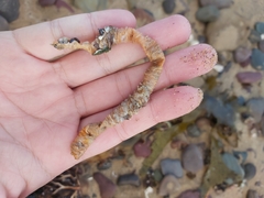 Diopatra dentata