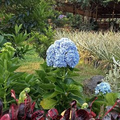 Hydrangea