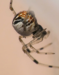 Theridiidae