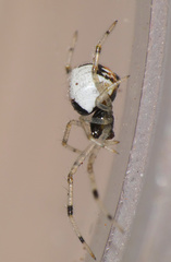 Theridiidae