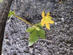 Ranunculus sieboldii