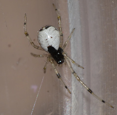 Theridiidae