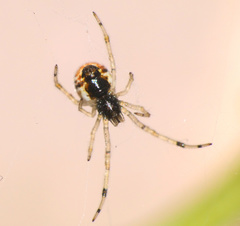 Theridiidae