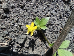 Ranunculus sieboldii
