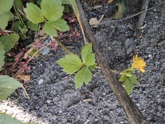 Ranunculus sieboldii