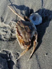 Liocarcinus vernalis