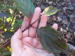 Cornus sanguinea