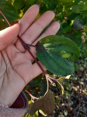 Cornus sanguinea
