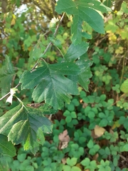 Crataegus monogyna