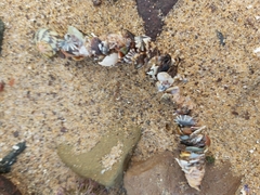 Diopatra dentata