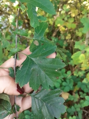 Crataegus monogyna