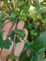Crataegus monogyna