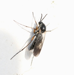 Greenomyia mongolica