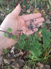 Origanum vulgare
