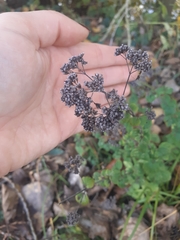 Origanum vulgare