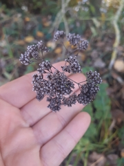 Origanum vulgare