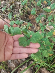 Origanum vulgare