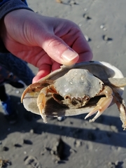 Liocarcinus holsatus