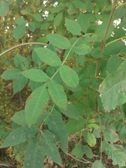 Fraxinus excelsior