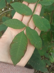 Fraxinus excelsior