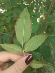 Fraxinus excelsior