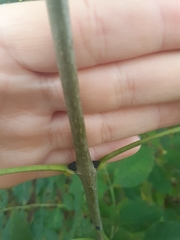 Fraxinus excelsior