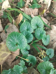 Glechoma hederacea