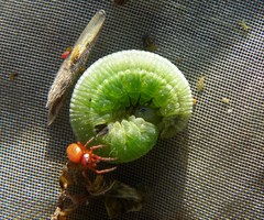 Tenthredopsis friesei