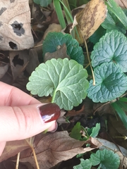 Glechoma hederacea
