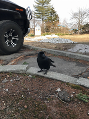 Corvus macrorhynchos