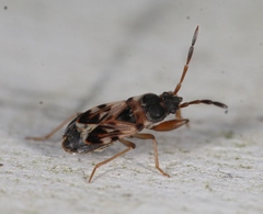 Scolopostethus affinis