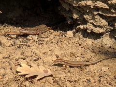 Podarcis muralis