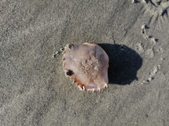 Liocarcinus holsatus