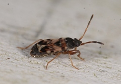 Scolopostethus affinis