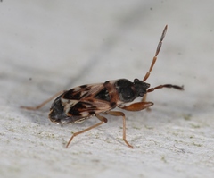 Scolopostethus affinis